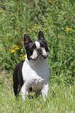 BOSTON TERRIER 039